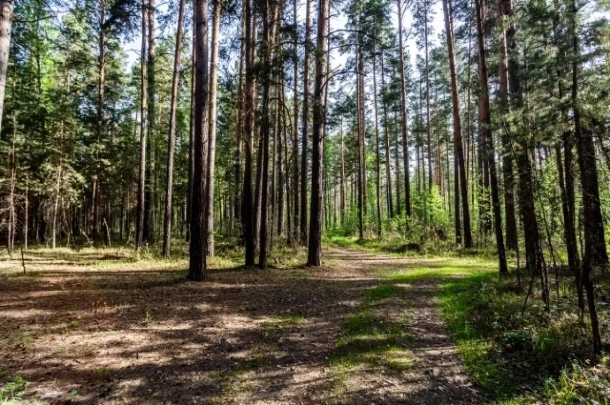    Трагедия произошла в лесу.