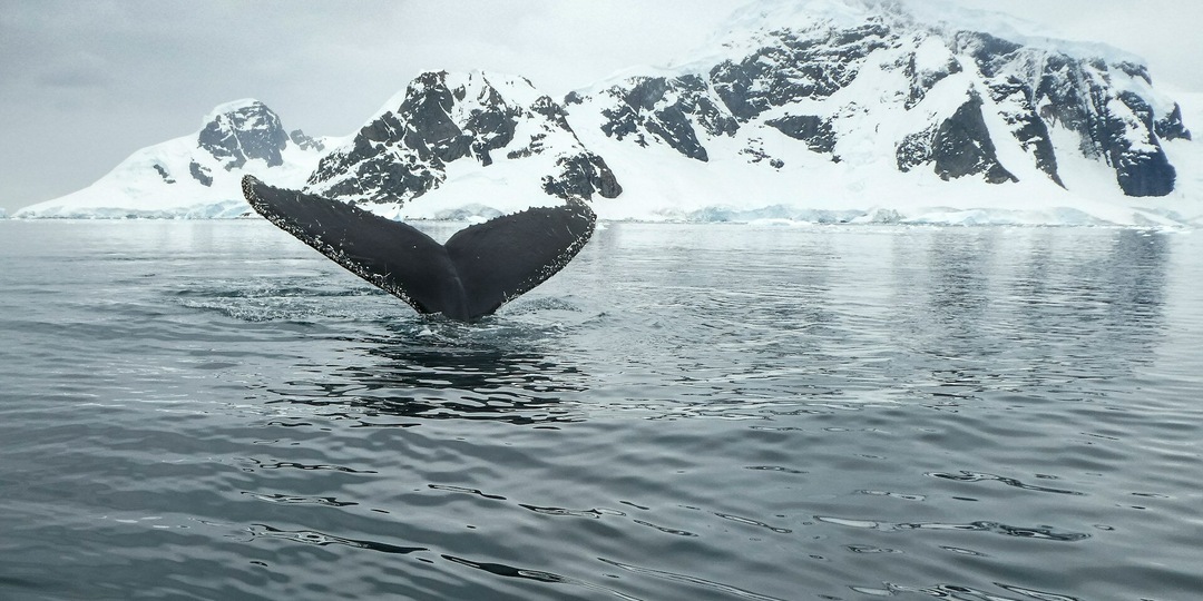 Как добраться из России в Антарктиду? Три главных способа и цены на билеты