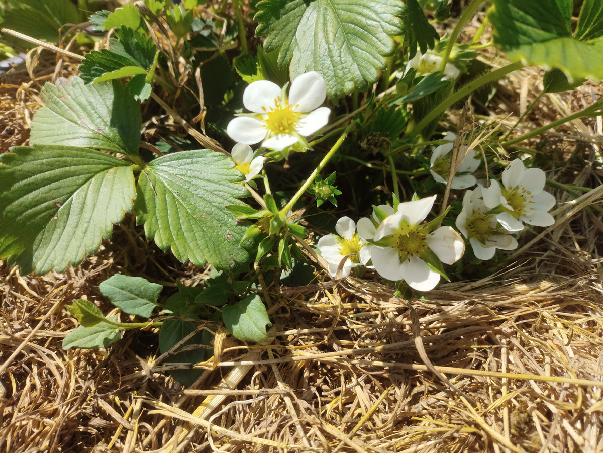 Хорошо цветет....