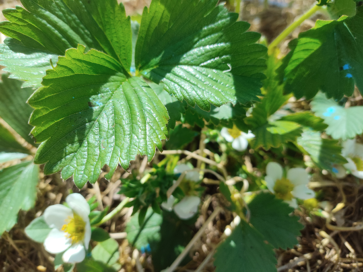 За пышными цветами не видно завязей, а они уже с ноготок )))