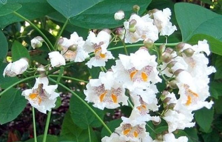    Катальпа: холодоустойчивые виды, посадка и уход