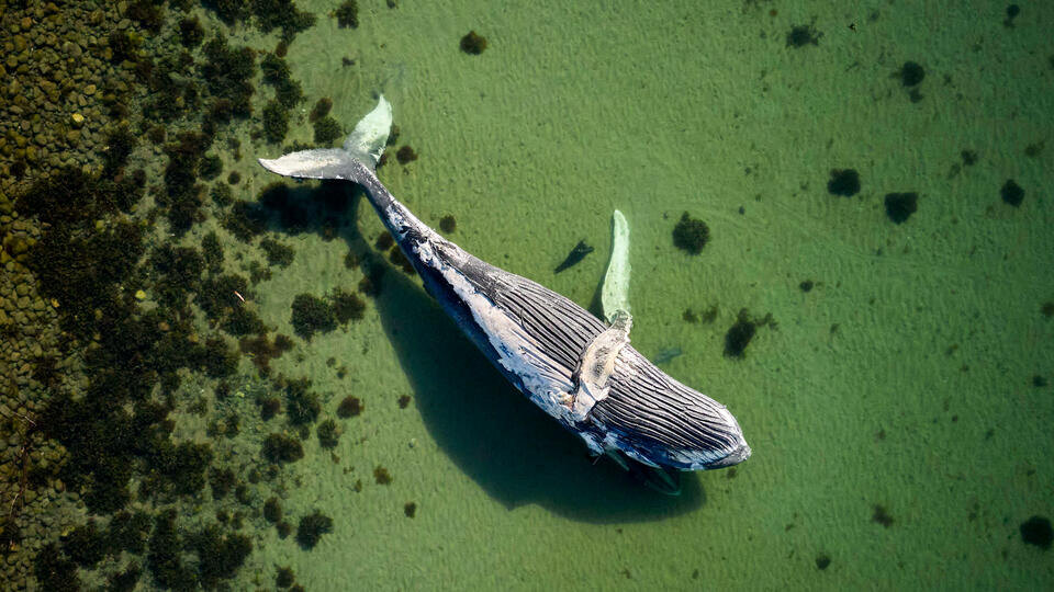 Фото: © AP/TASS