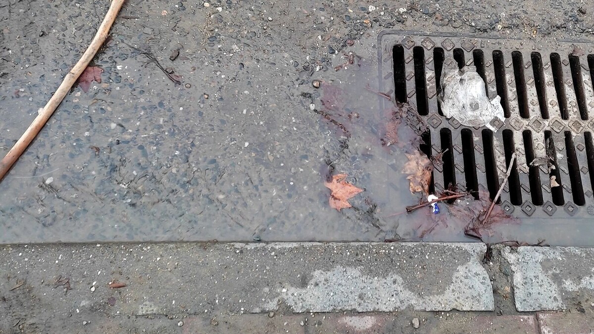     Автор: KubanPress