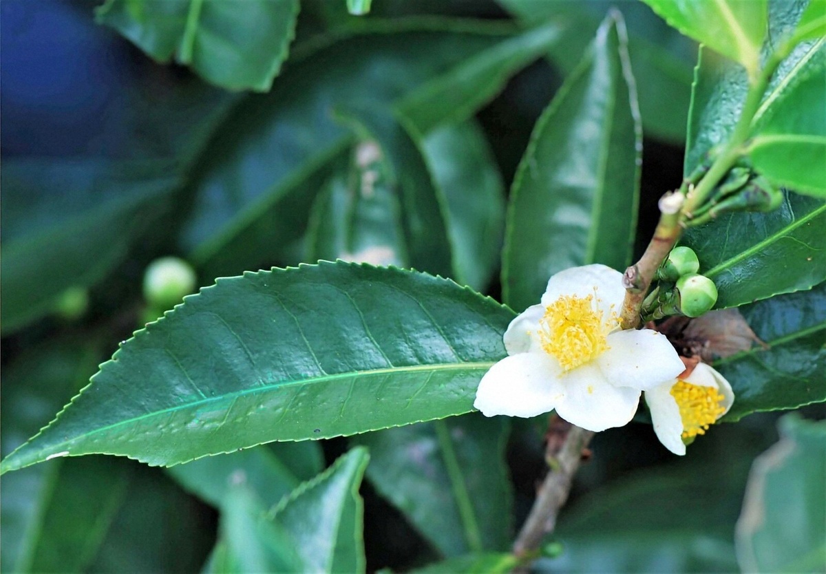 Знакомьтесь: камелия китайская – главная героиня чайного мира