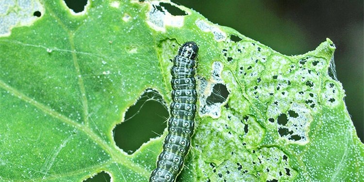    Какой энтомофаг поможет против лугового мотылька