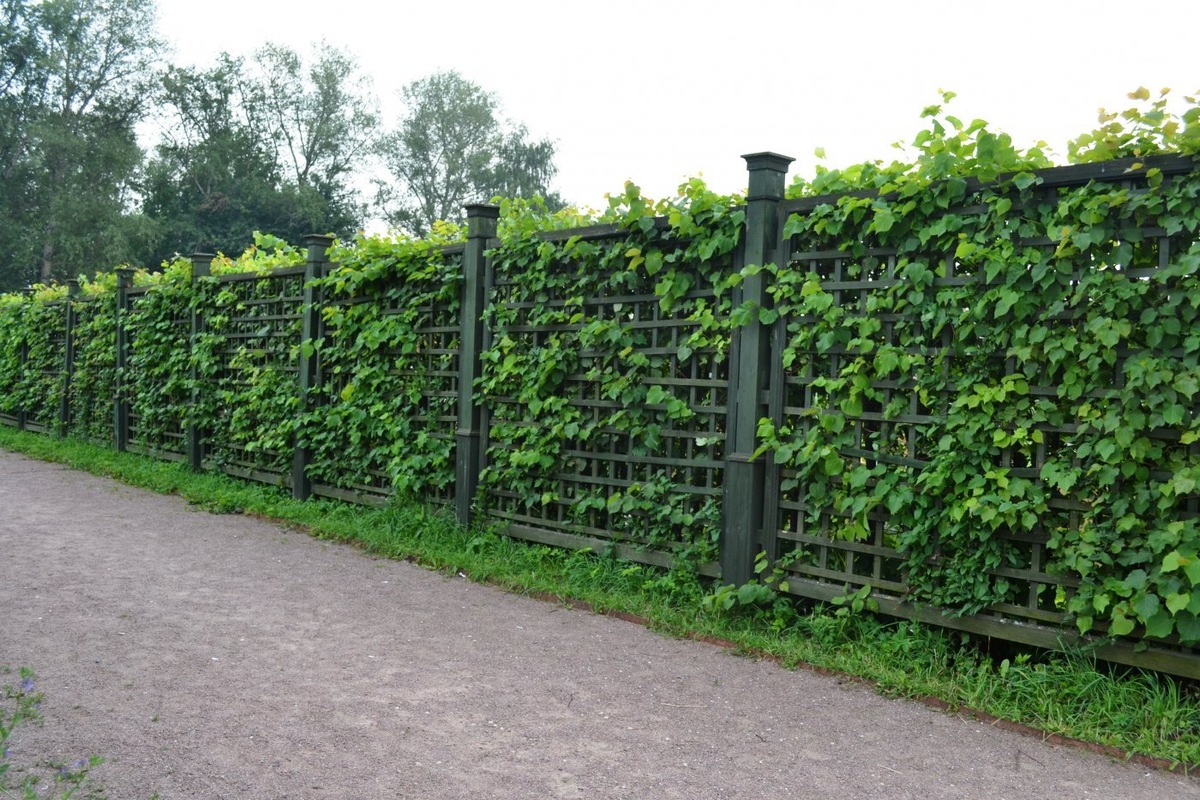 Вьющиеся растения превращают забор в живую изгородь.