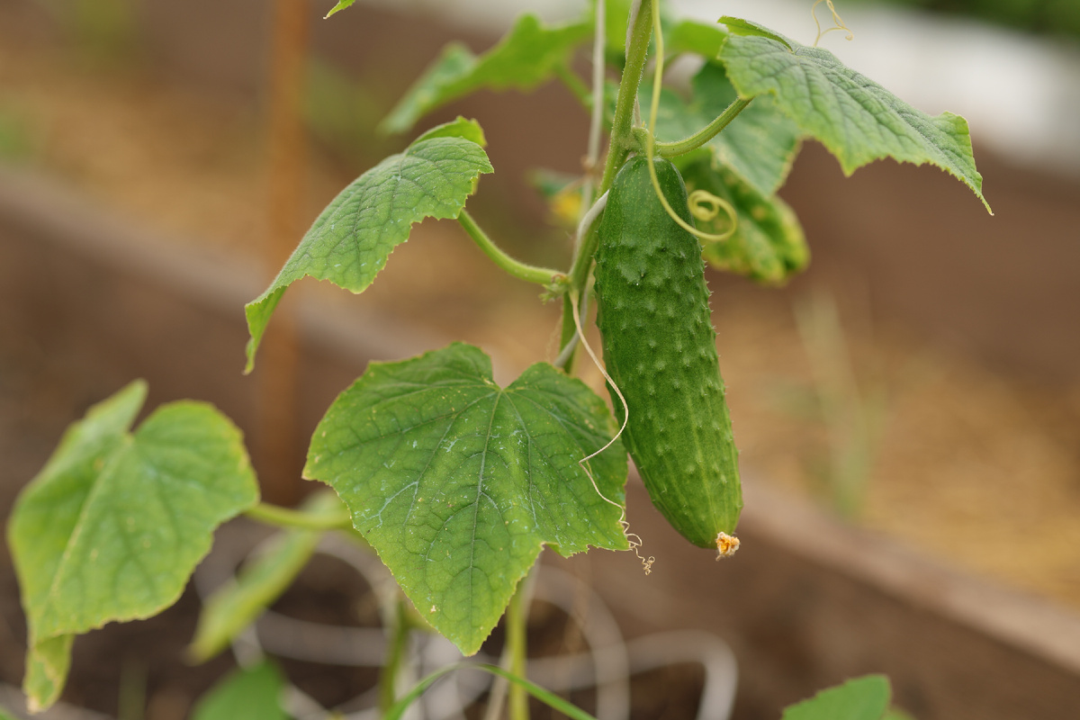 15 мая спеет очередной огурчик