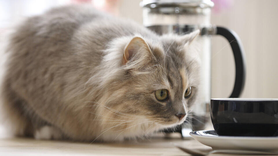 Фото: © www.globallookpress.com/H. Schmidt-Roeger