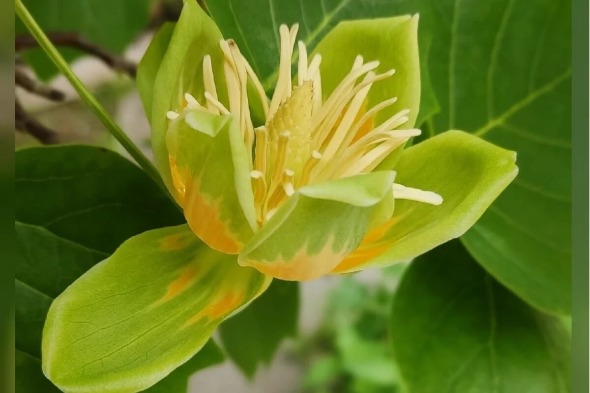    В ботаническом саду ВГСПУ до срока расцвело тюльпановое дерево