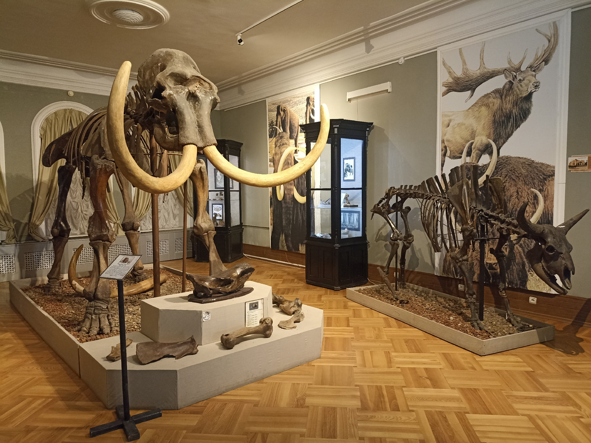 Скелеты мамонта и празубра. Тобольский губернский музей