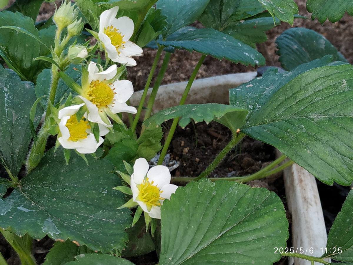 Цветущая крупноплодная земляника