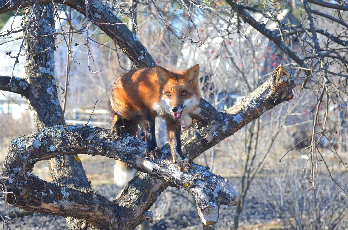Лиса Василиса, помощница по саду
