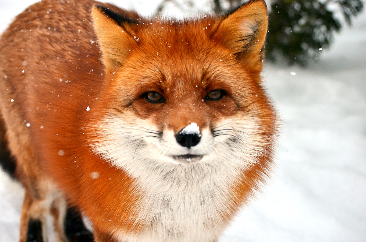 Лиса Василиса