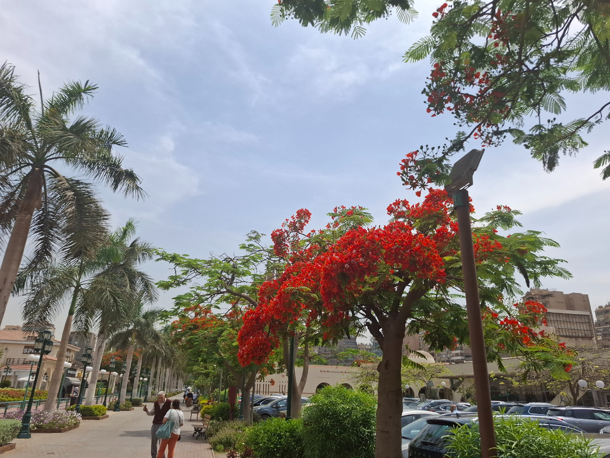 У нас в Каире зацветает огненное дерево