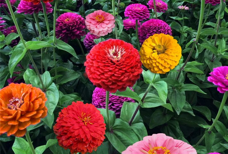Цинии: цветы, которые покорили мир 🌎✨ Почему их обожают садоводы и как вырастить эту роскошь?