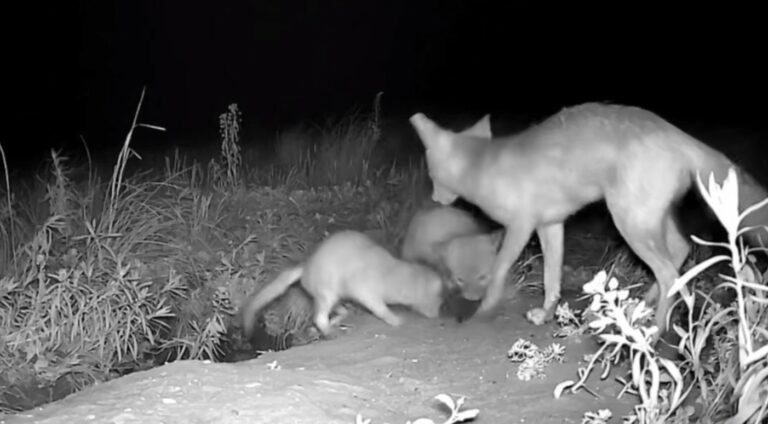    Чем питаются корсаки: Фотоловушка запечатлела ужин лис в Красногвардейском районе Белов Михаил Александрович
