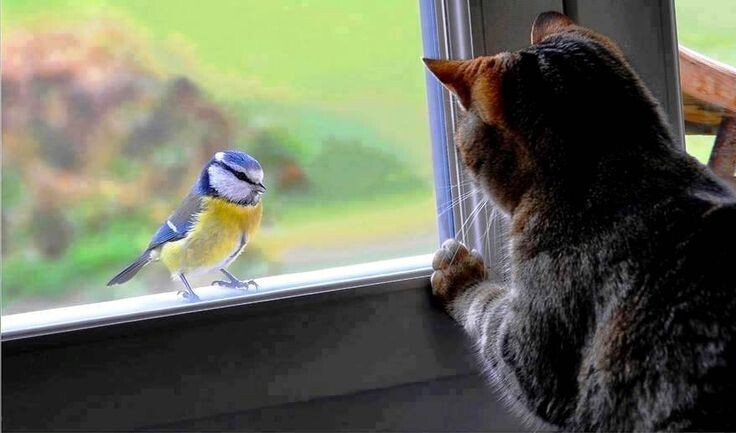 Почему кошка «щелкает» зубами, глядя на птицу за окном?