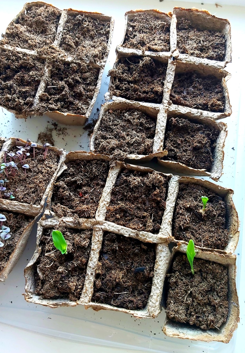 Вот такое печальное зрелище с рассадой