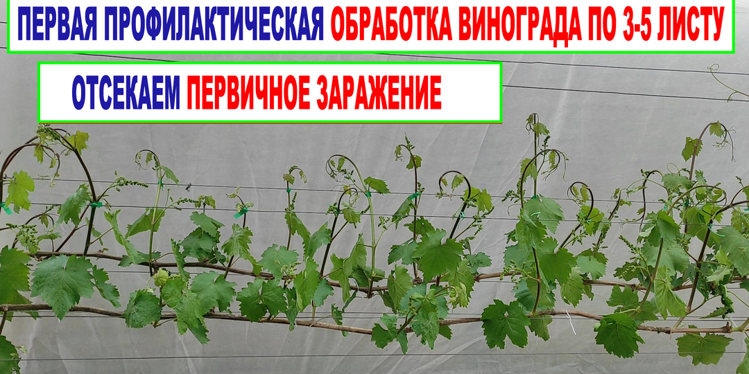 Первая профилактическая обработка винограда от болезней по 3-5 листу Без нее виноград точно заболеет.