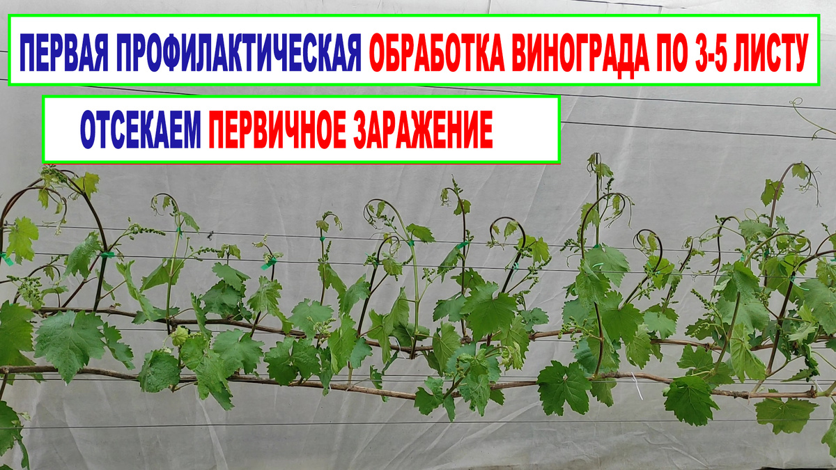 Виноградник в момент первой обработки.