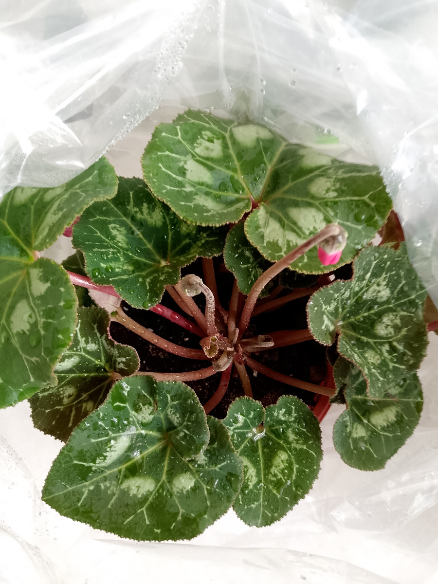 Трипсы даже поели цикламен. Известно, что сок цикламена содержит яды.. Интересно трипсы остались живы или нет... Но на всякий случай и его обработала Фитовермом..