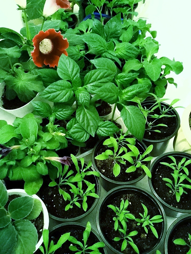 Качество фото не лучшее, света маловато... Растения в ванне стоят, ждут своего часа...