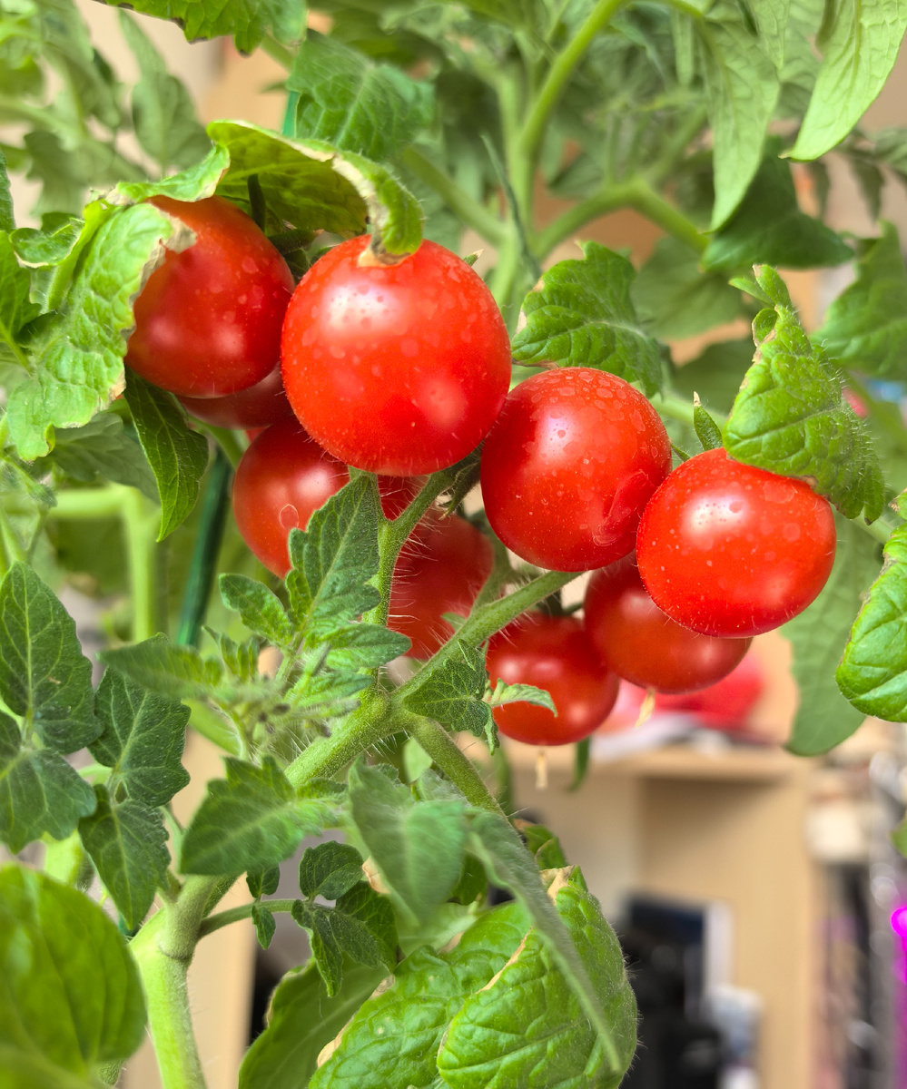 Клюква в сахаре 