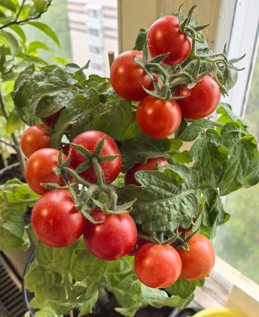 Куст усыпан маленькими, вкусными черри