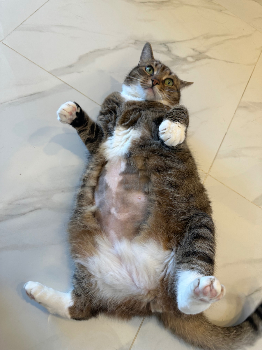 Ральф после УЗИ