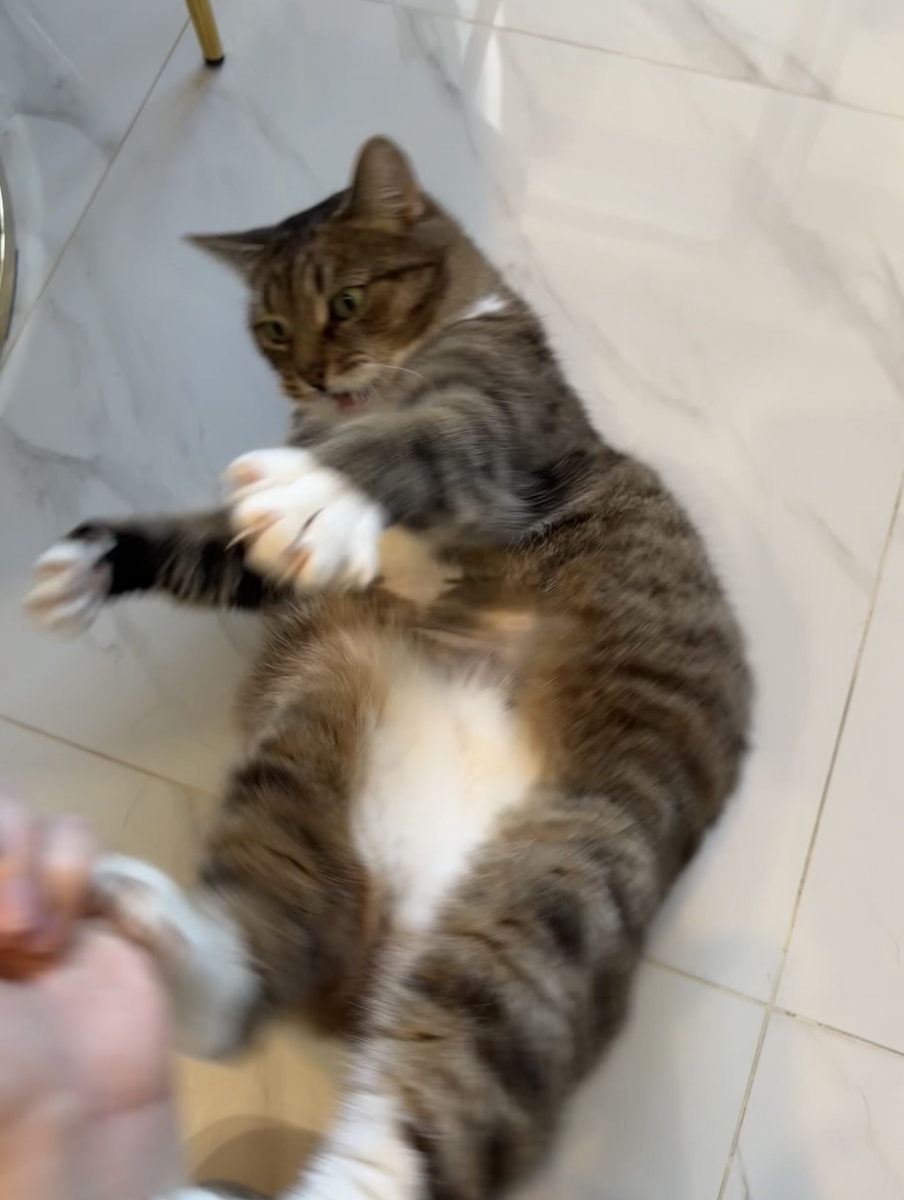 Не дает потрогать пузико