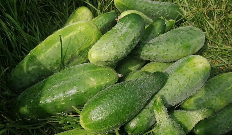    Пучковые огурцы – что это такое