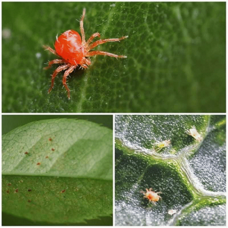 паутинный клещ