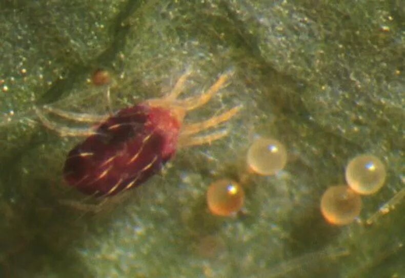 яйца паутиного клеща