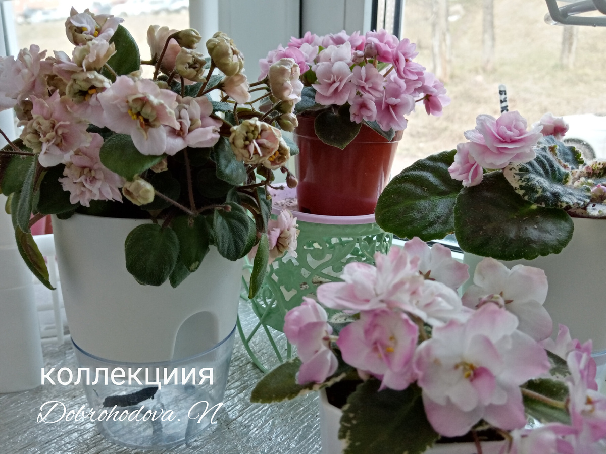 за окнами май, но еще нет травы, а на подокониках лето в цветении.. /фото автора