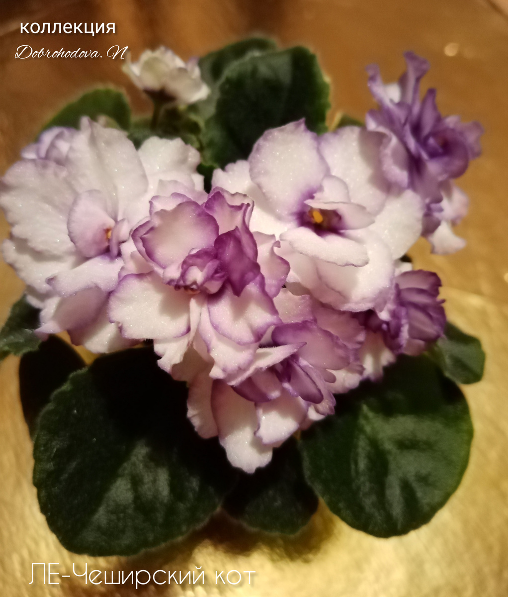 красота от Е. Лебецкой/фото автора