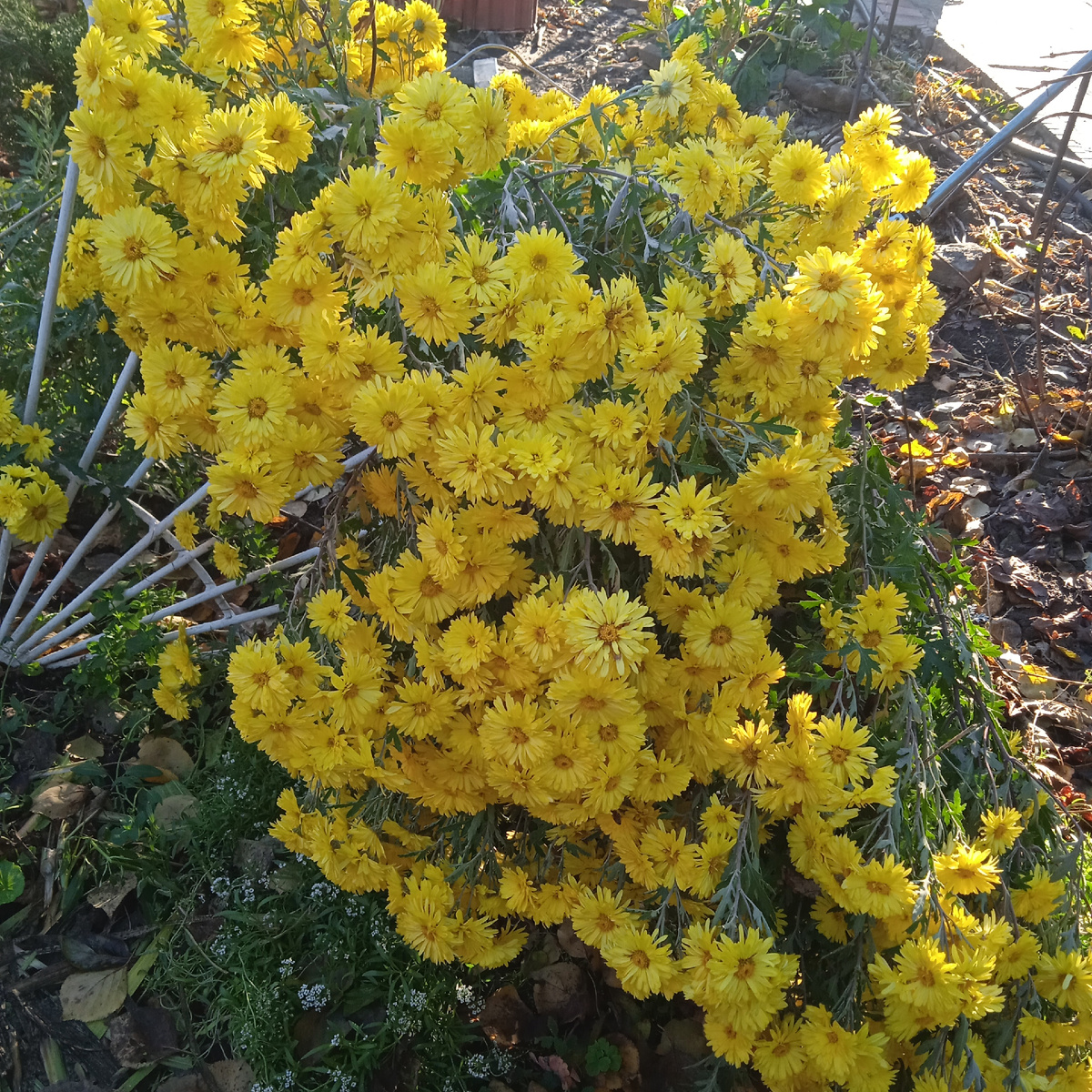 тоже ноябрь