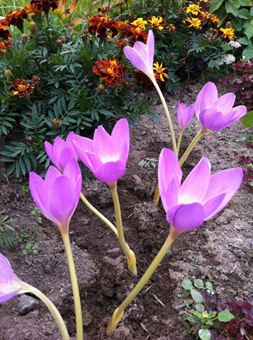 Колхицин выделяется из растений родов Colchicum, Merendera и Gloriosa семейства Безвременниковые (Colchicaceae).