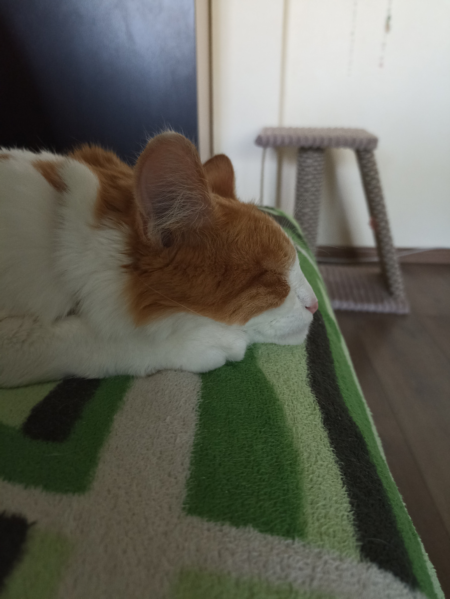 Рыжий Котомах. Фото автора. 