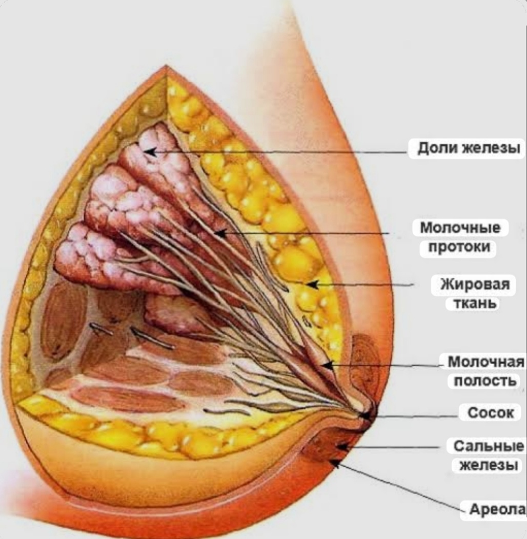 ЖЕНСКИЕ  БОЛЕЗНИ.