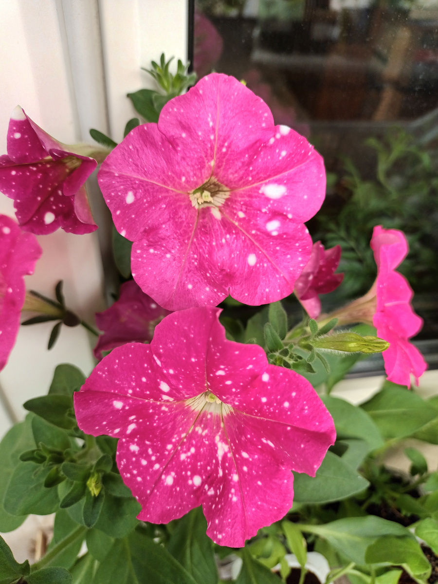 Млечный путь Неоновая роза