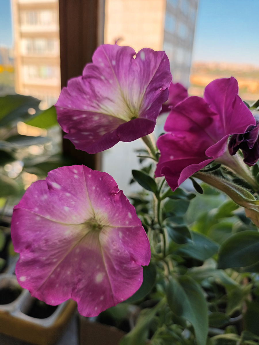 Млечный путь Дип пинк разгибридизированный