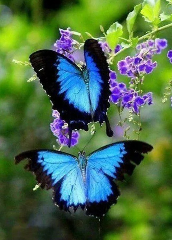 Из открытых источников