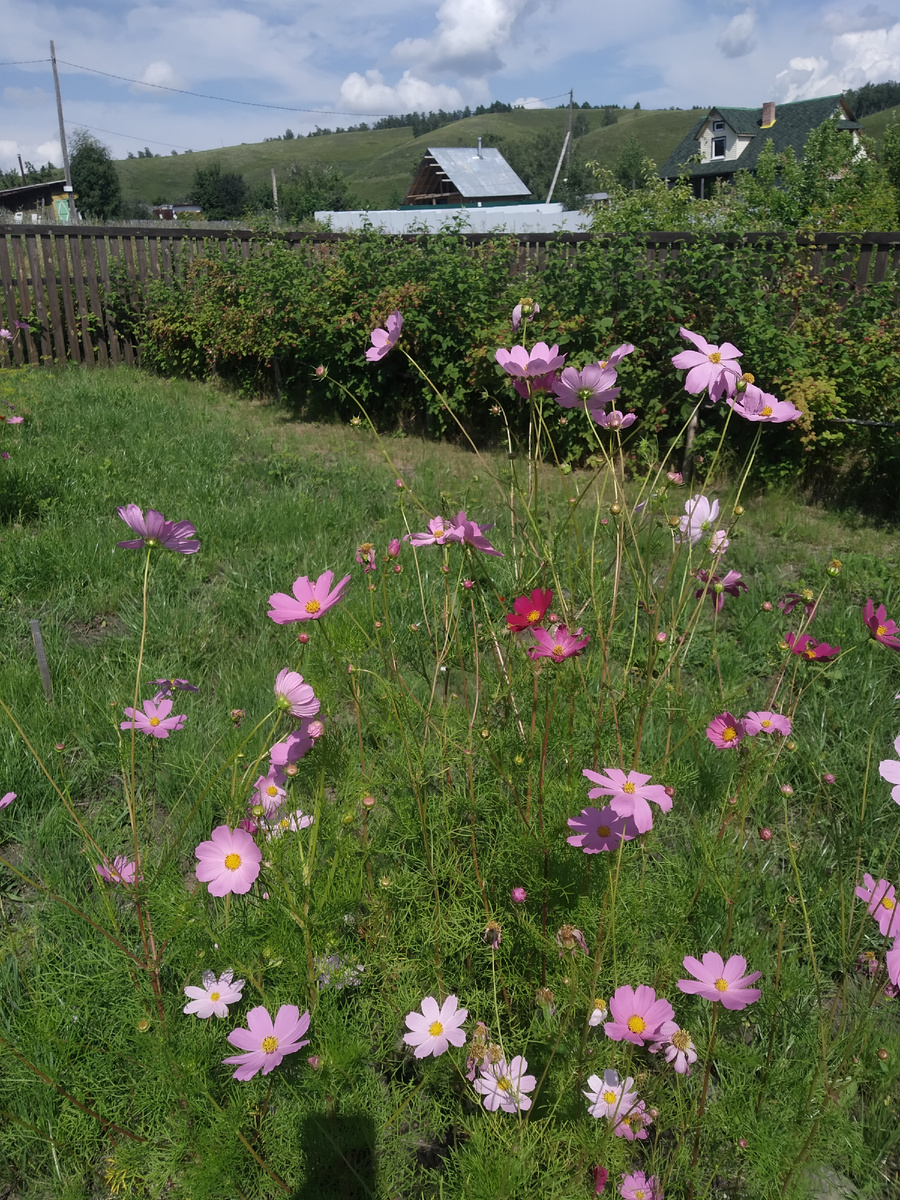 Лужайка в саду / листать –>