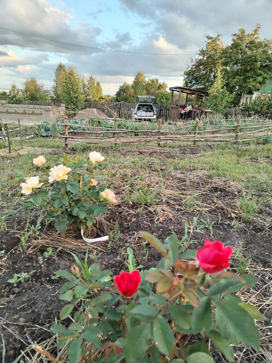 Вместо газона сплошные залысины и проплешины / –>