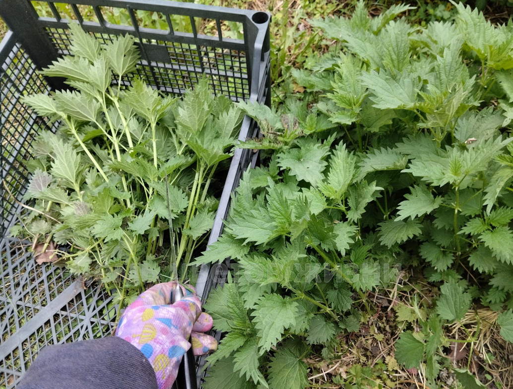 Удобнее собирать травы вотв такой пластиковый ящик