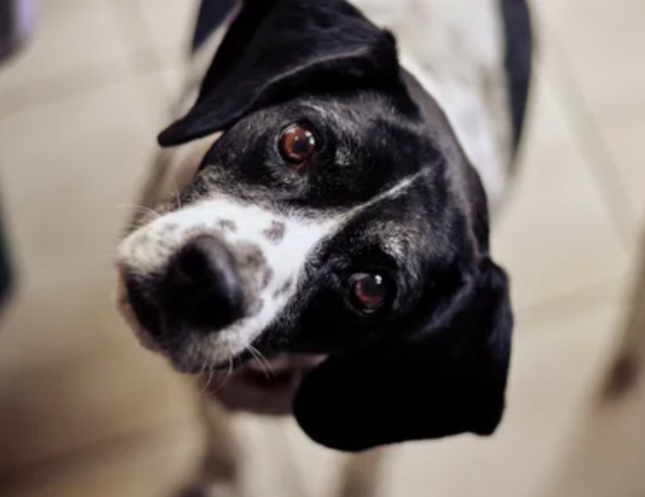 -Мужик, я ж тебе говорил, что я - не Пират!