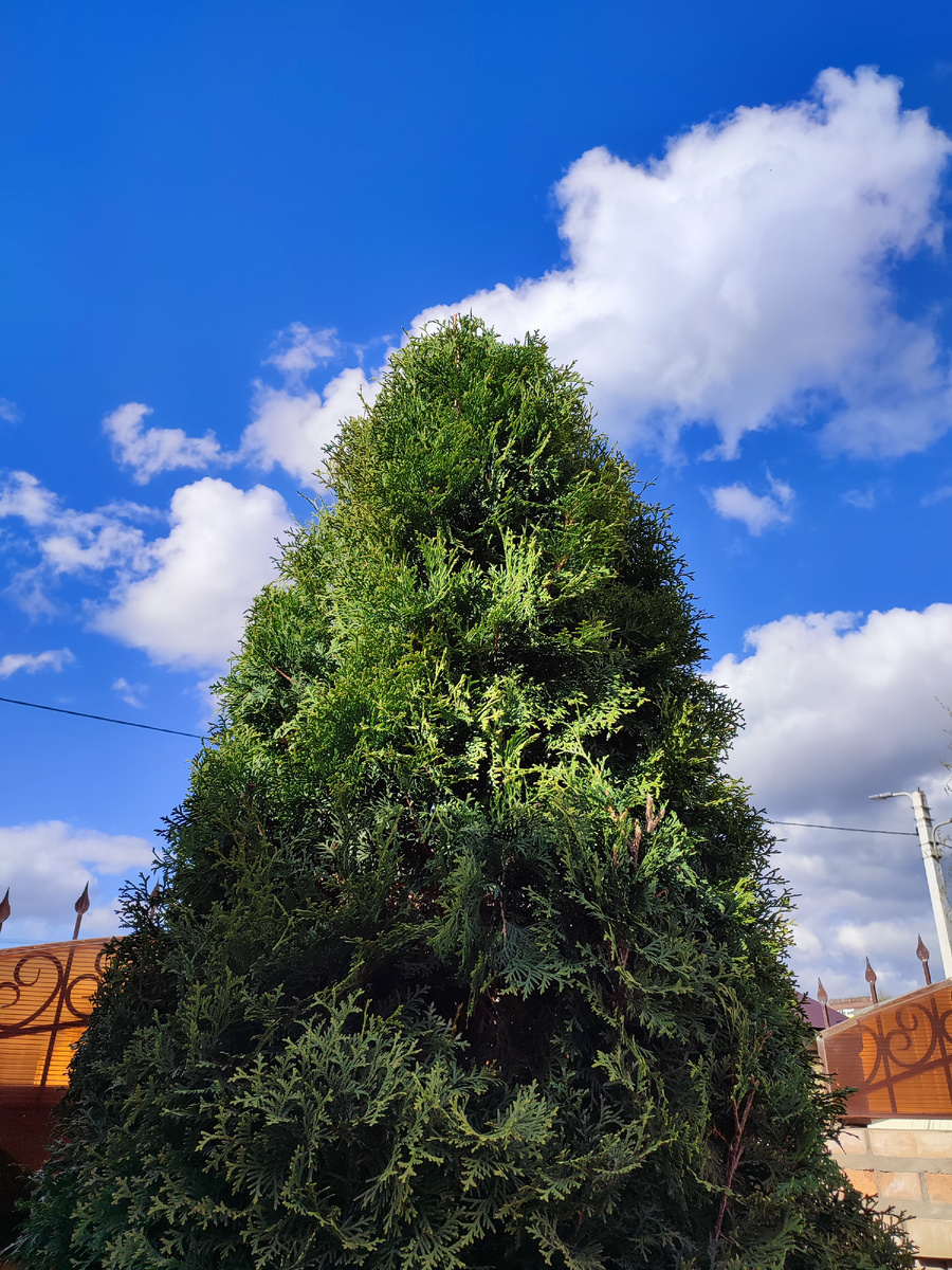 Туя красотка высотой более 5 метров, забор очень высокий, но придаёт уверенности. Падая, можно повиснуть и затормозить бабах