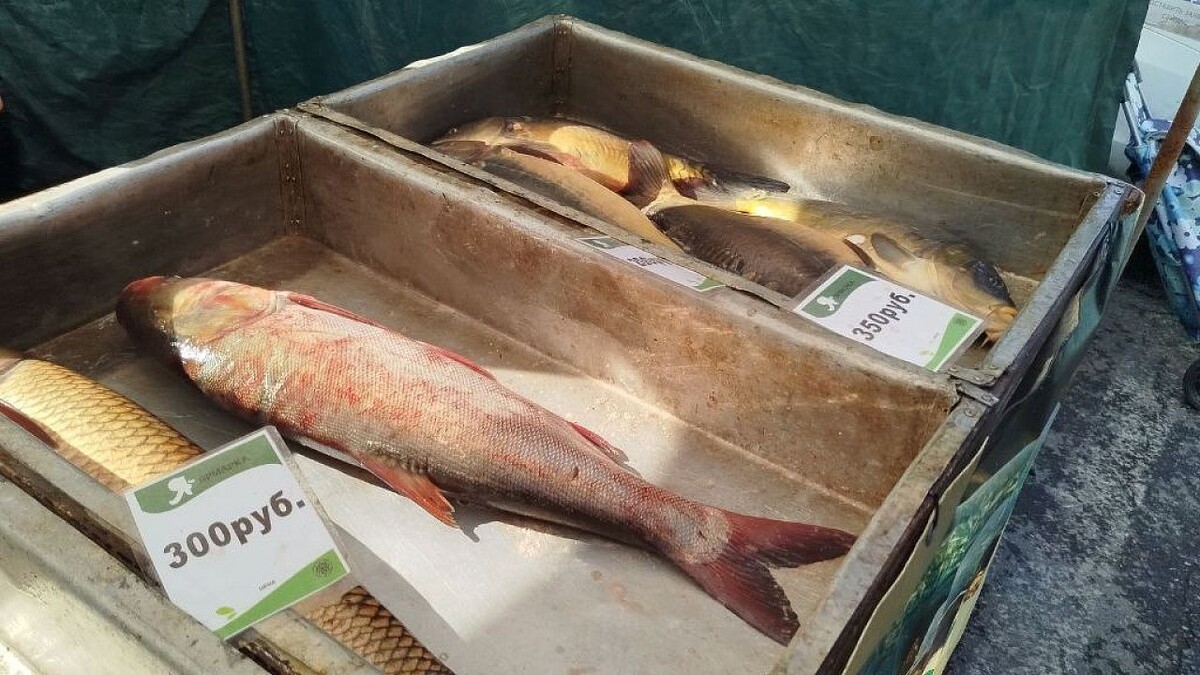    Фото: телеканал «Краснодар»