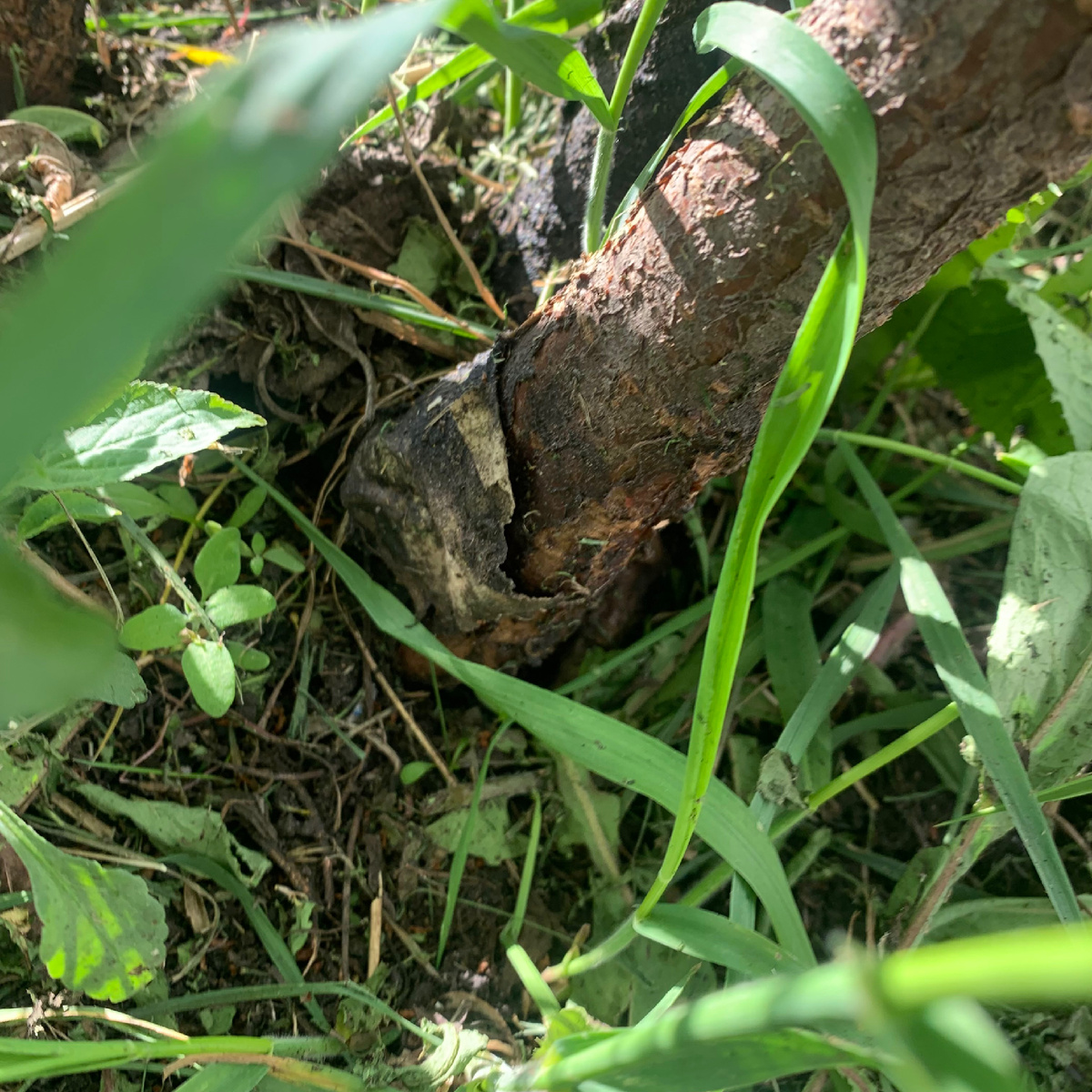 Ловчий пояс портит ствол