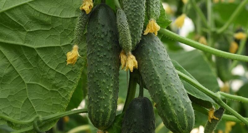    Министерство сельского хозяйства и продовольствия Московской области